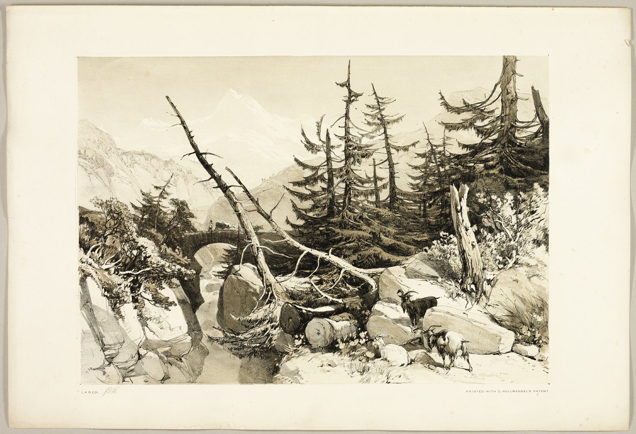 Vörösfenyő, a Park és az erdőből alkotó: James Duffield Harding