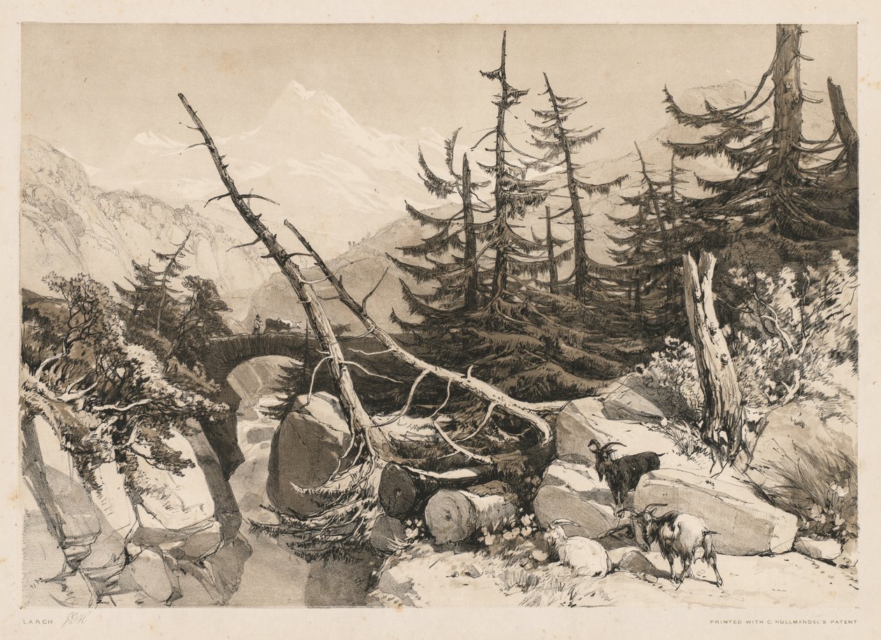 Fenyőfák és a híd alkotó: James Duffield Harding