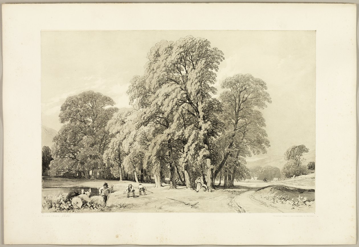 Platánfák, a Parkból és az erdőből alkotó: James Duffield Harding