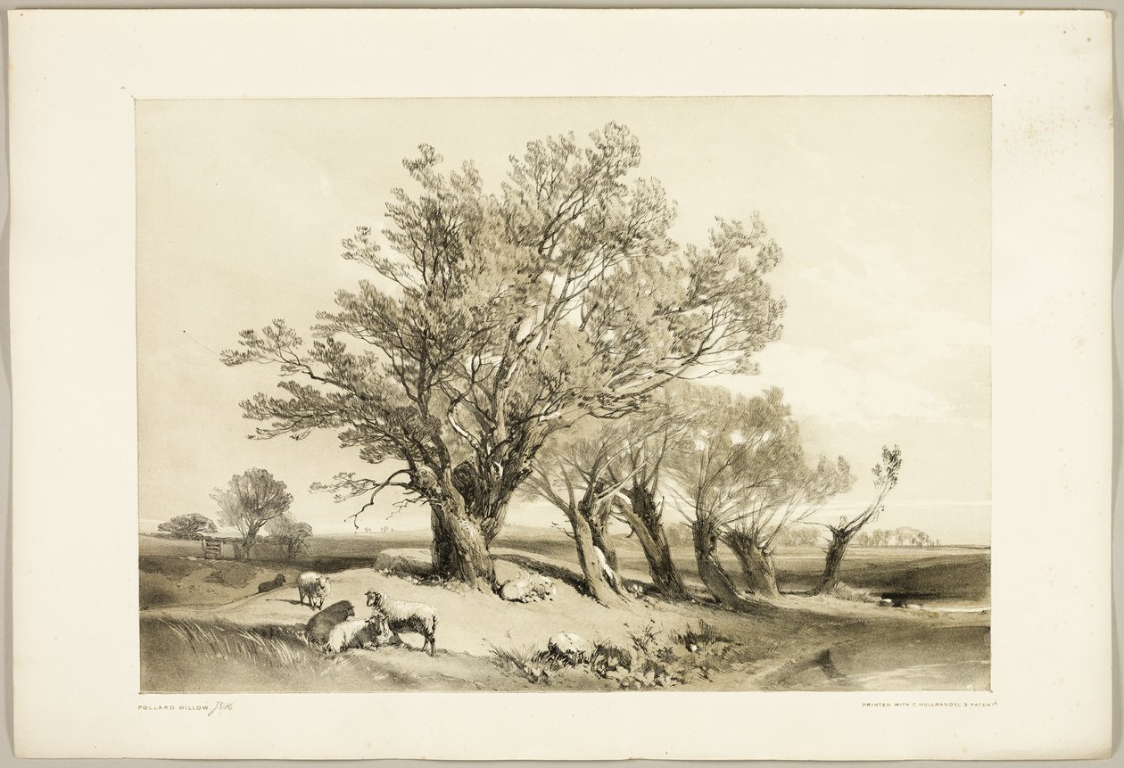 Pollard Willow, a Park és az erdőből alkotó: James Duffield Harding