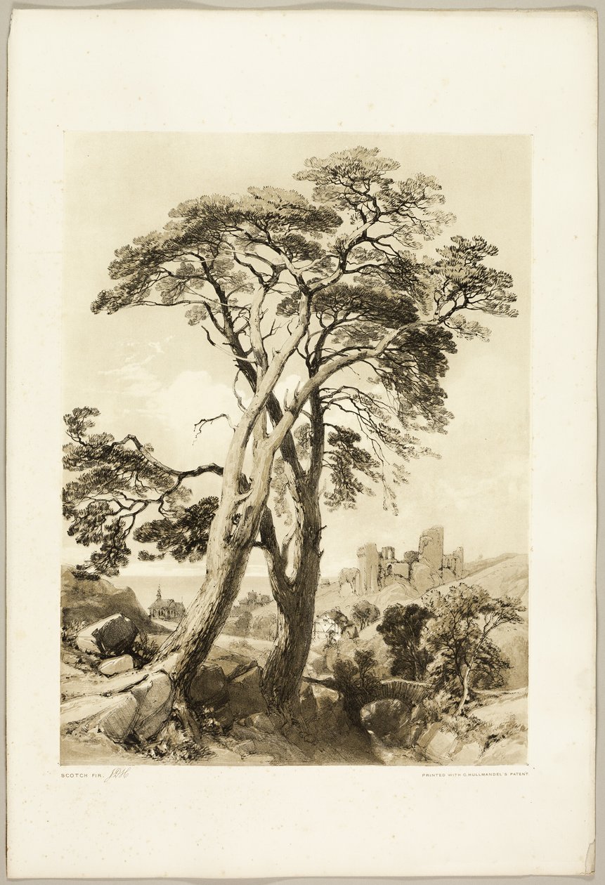 Scotch Fir, a Park és az erdőből alkotó: James Duffield Harding