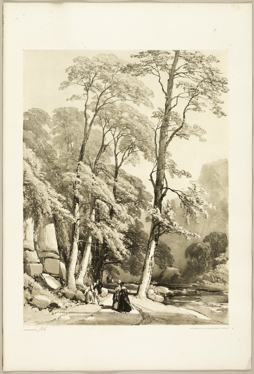 Platán, a Park és az erdőből alkotó: James Duffield Harding