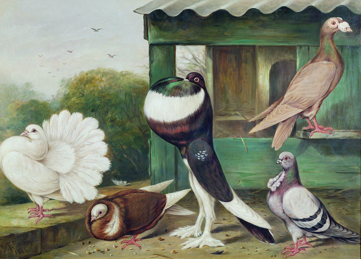 Ismeretlen kép alkotó: James E. Bourhill