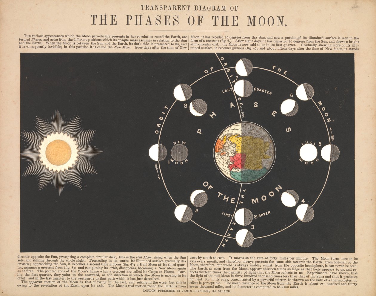 Átlátszó diagram a Hold fázisairól alkotó: James & Emslie John (1813 75) Reynolds