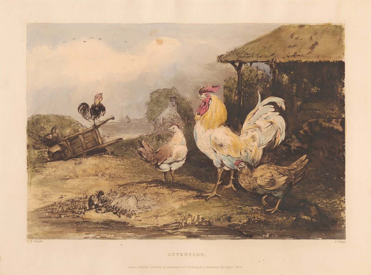 Vidéki lovagság; A sorozat hat lemezes Fighting Cocks: 1. Figyelem alkotó: James Fahey