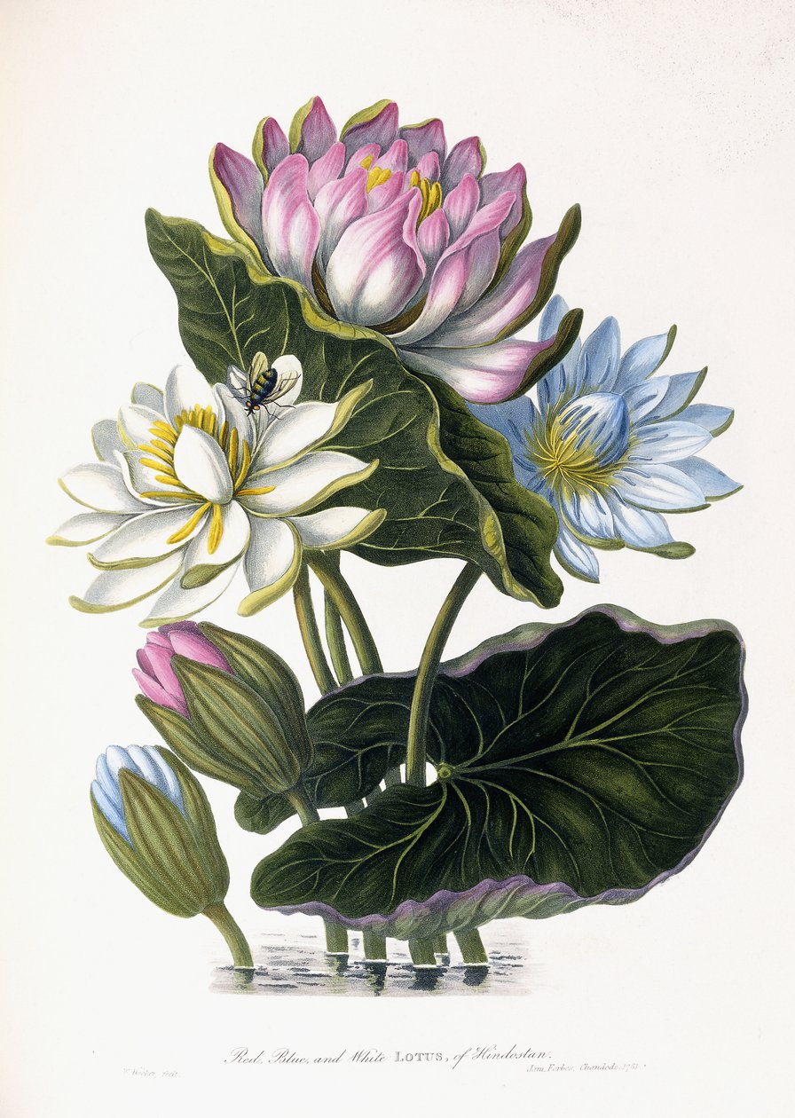 Piros, kék és fehér lótusz, Hindostan, 1781 alkotó: James Forbes