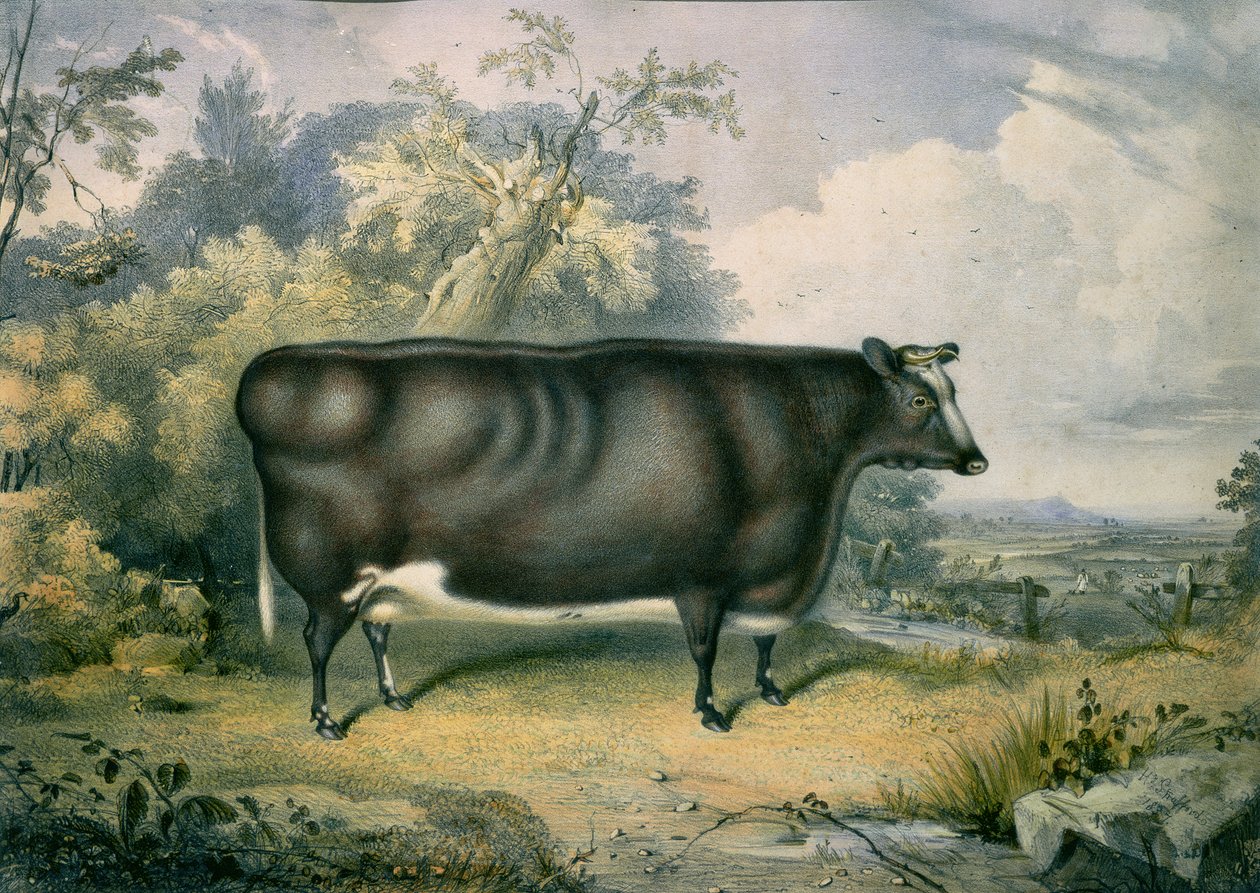 A Cottesmore-díjas üsző Henry Strafford (fl. 1833-73) után, 1837 alkotó: James Giles