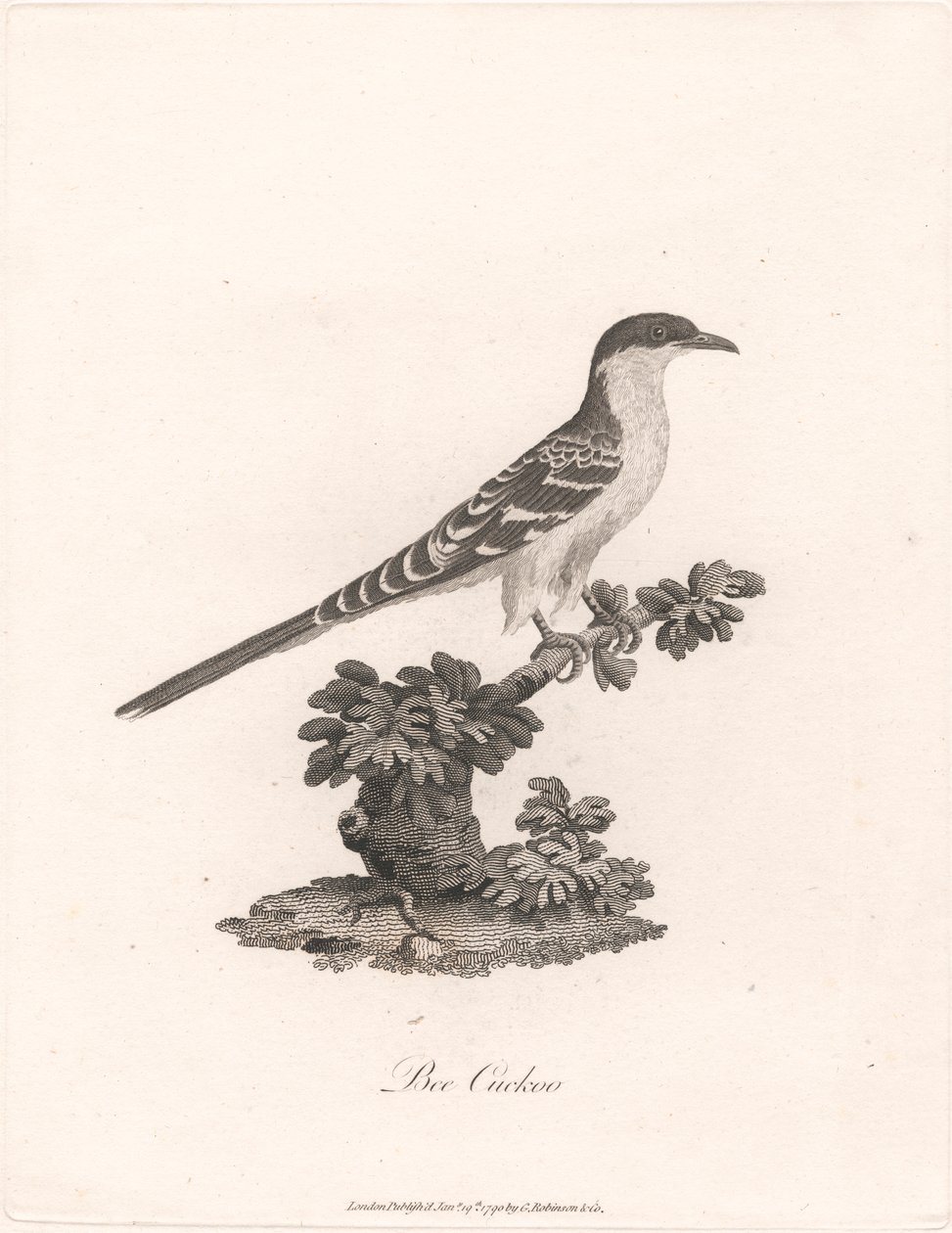 Méhkakukk alkotó: James Heath