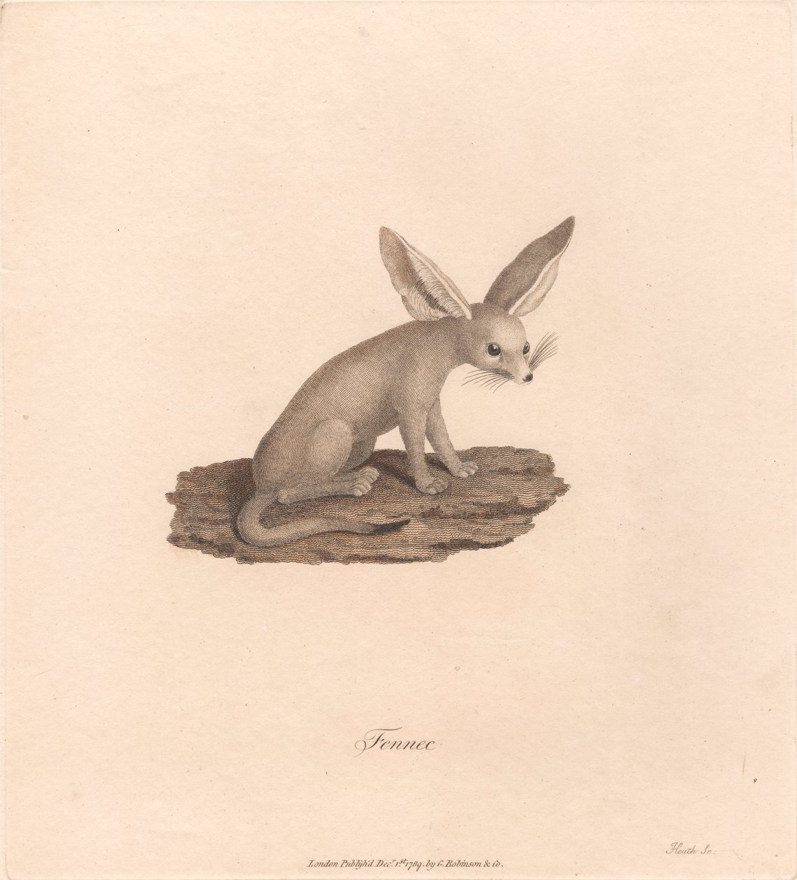 Fennec alkotó: James Heath