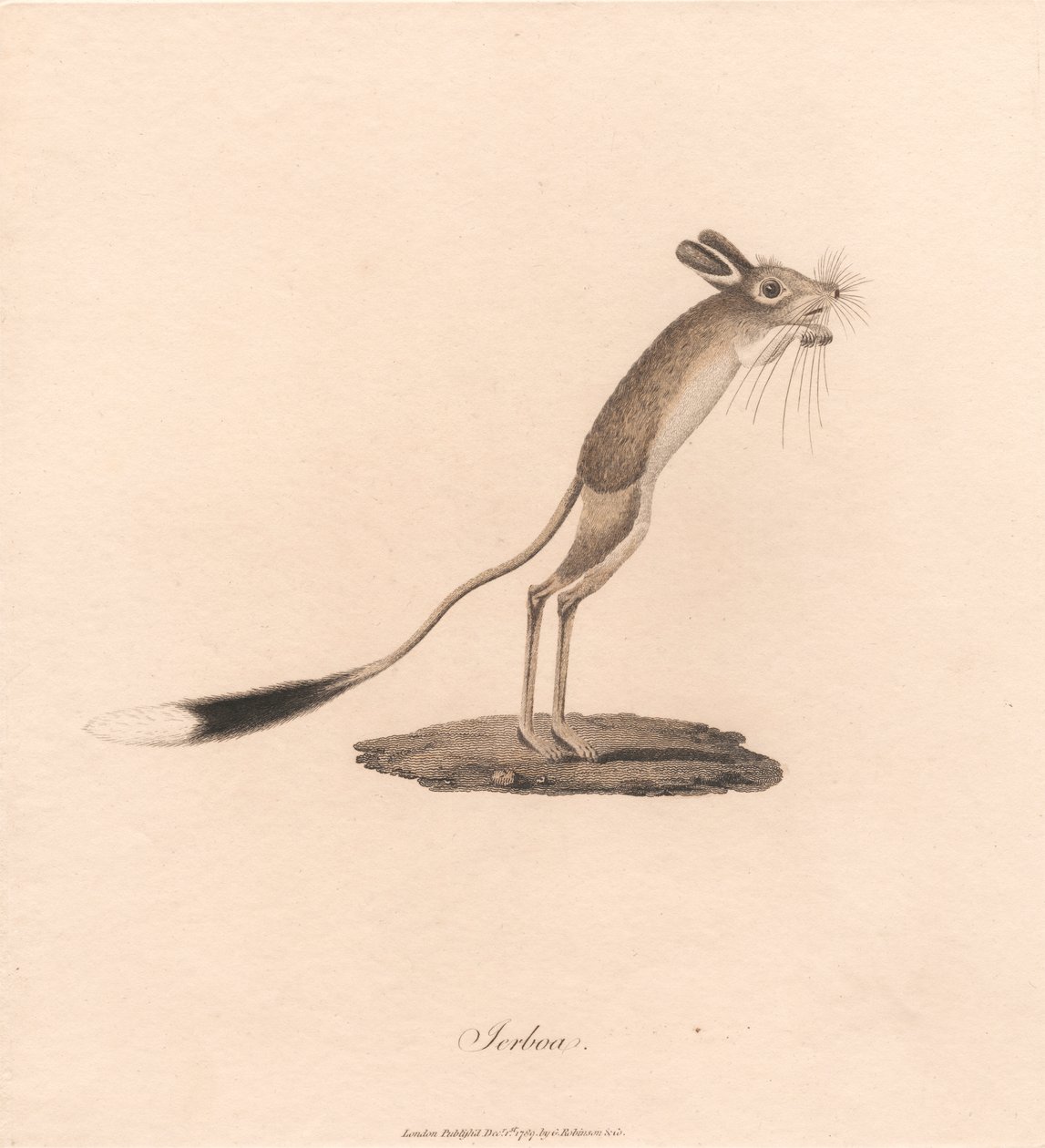 Egyiptomi ugróegér alkotó: James Heath