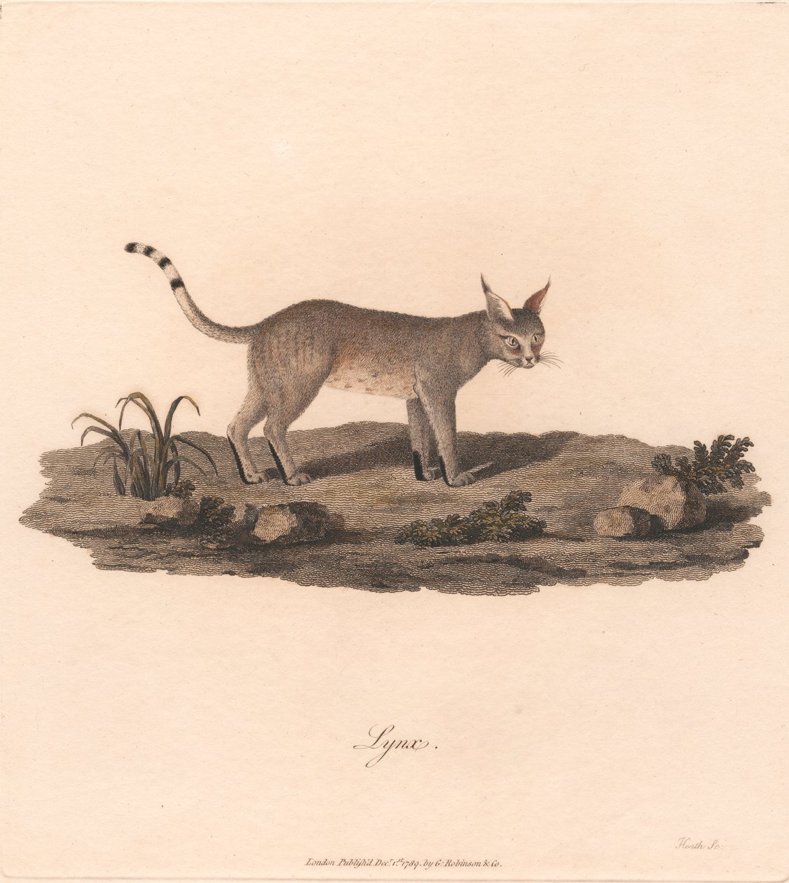 Hiúz alkotó: James Heath