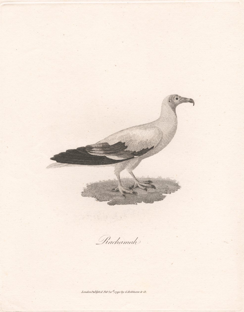 Rachamah alkotó: James Heath