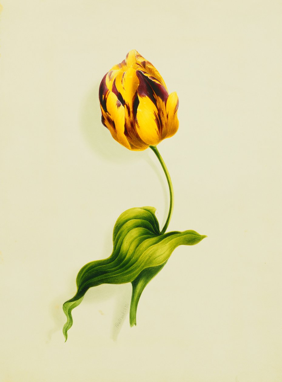 Egy papagáj tulipán, 1826 alkotó: James Holland