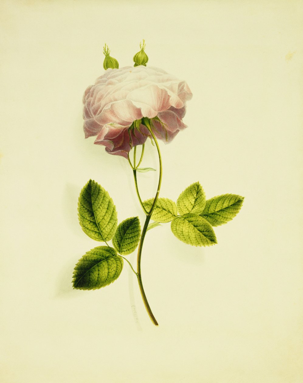 Rózsaszín rózsa, alkotó: James Holland