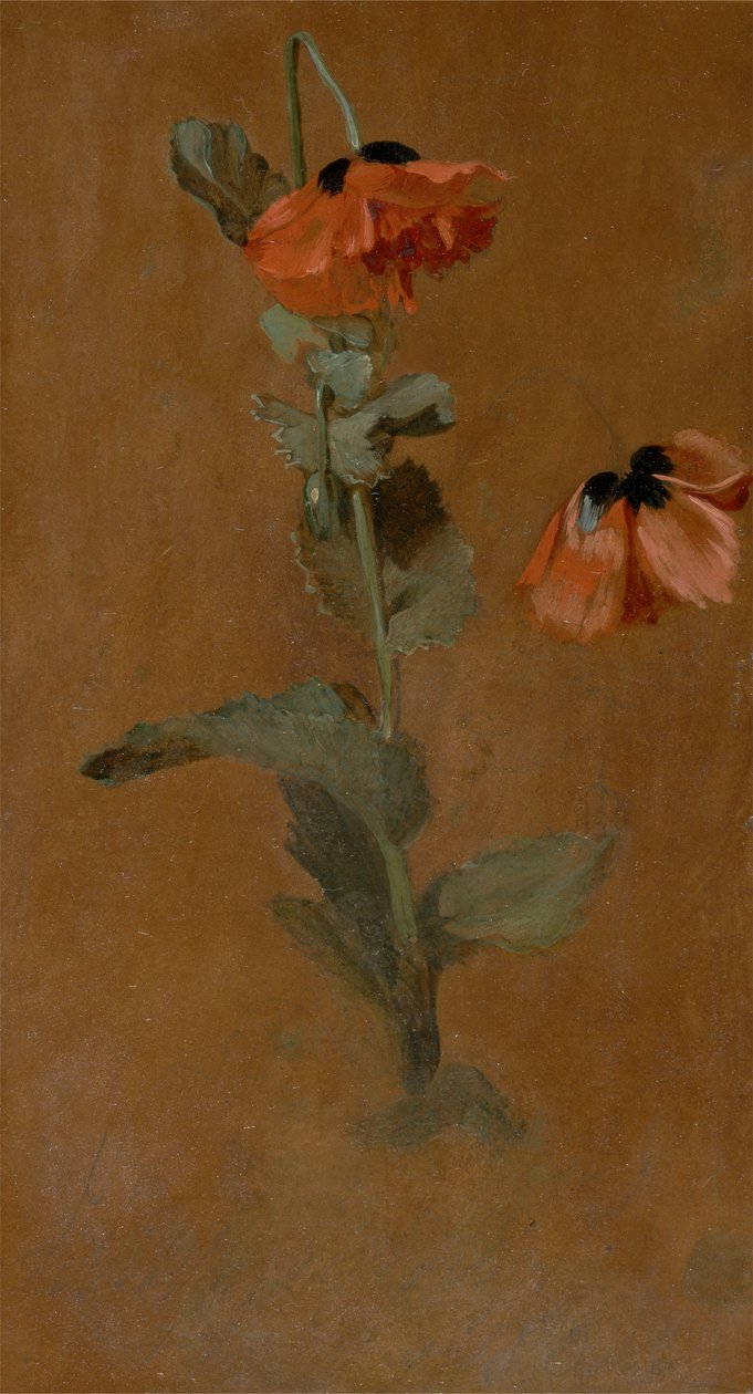 Study of Poppies, 1832 (olaj és ceruza a fedélzeten) (utólagos konzerválás) alkotó: James Inskipp
