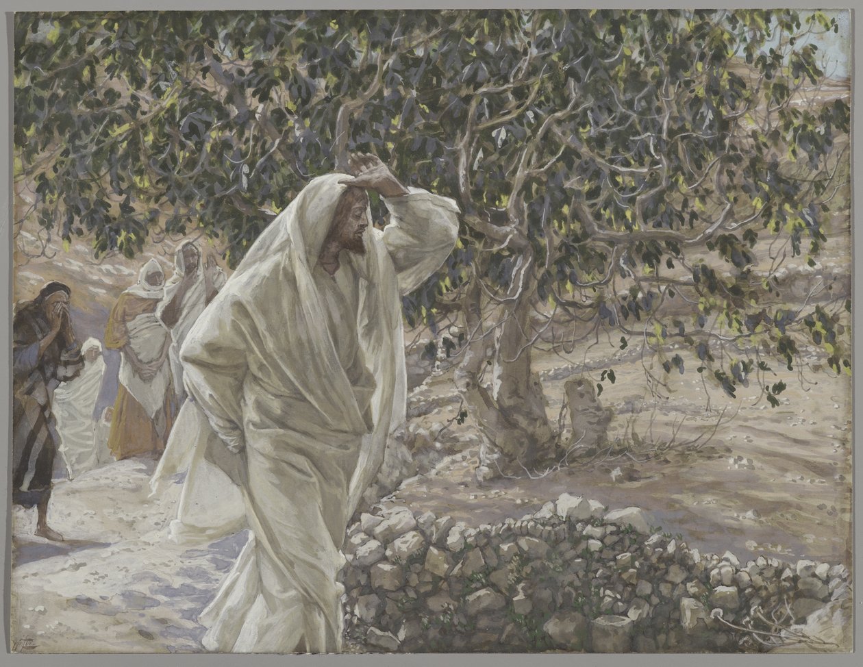 Az elátkozott fügefa, illusztráció a mi Urunk Jézus Krisztus életéből, 1886-94 (wc grafit fölött, papíron) alkotó: James Jacques Joseph Tissot