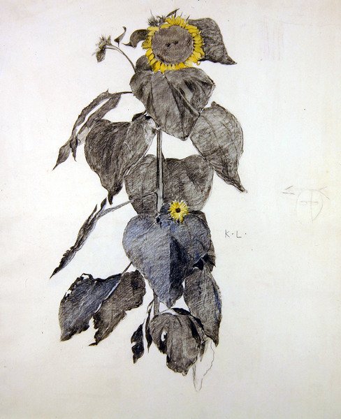 Napraforgó (szén és akvarell papíron) alkotó: James Kerr Lawson