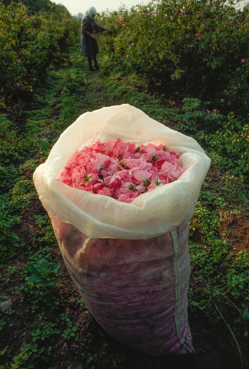 Frissen szedett rózsaszirmokkal teli zacskó. Rózsák völgye, Bulgária. alkotó: James L Stanfield