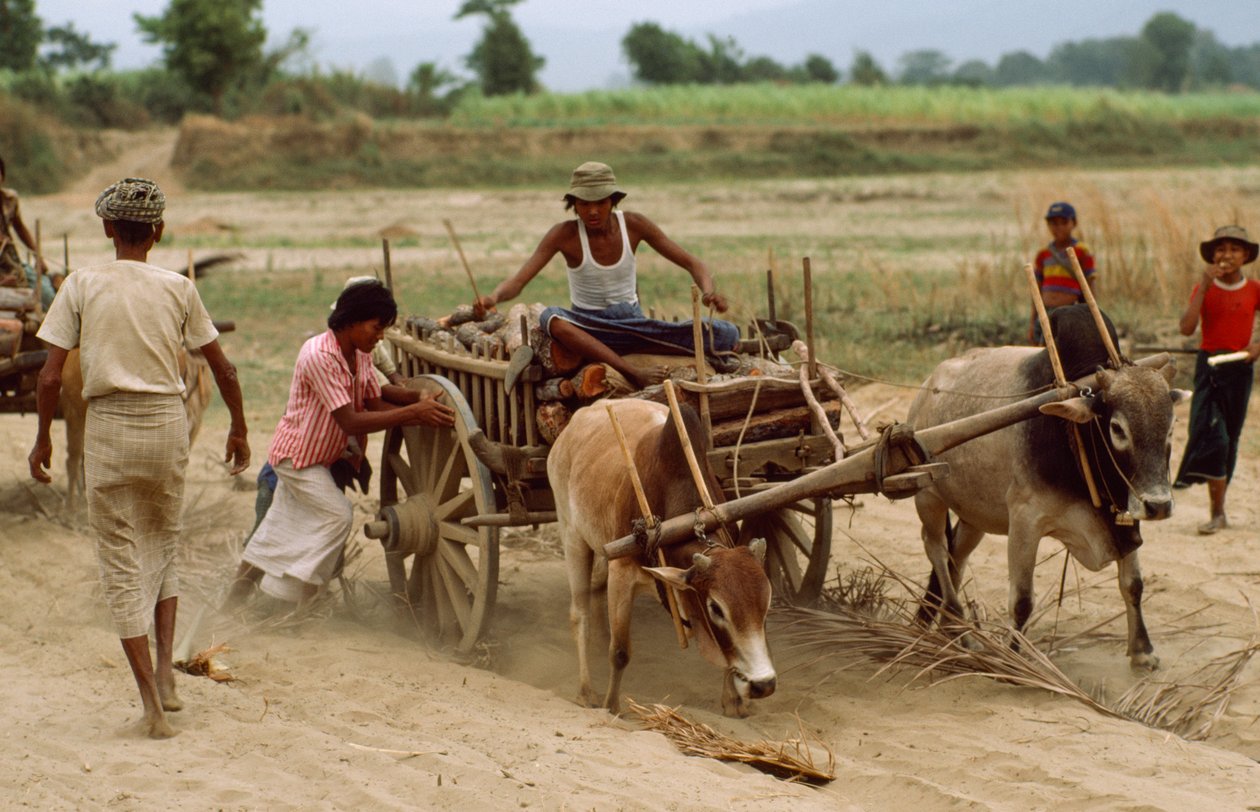 Egy ökrös szekér elakad a nehéz porban egy rossz úton. Sebin falu, Burma. alkotó: James L Stanfield