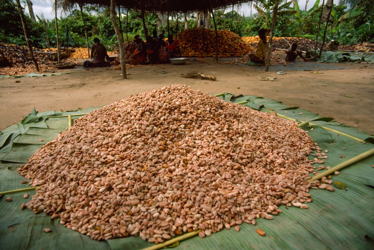Egy nagy halom kakaóbab (nemzetség: Theobroma, faj: cacao), amely már... alkotó: James L Stanfield