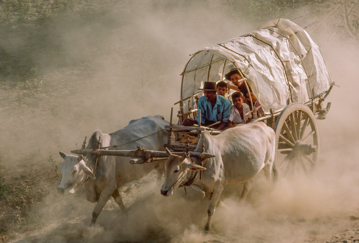 A bikaszekér-versenyek a Kászon teliholdas napját jelzik. Patheingyi, Mandalaytól keletre, Burma. alkotó: James L Stanfield