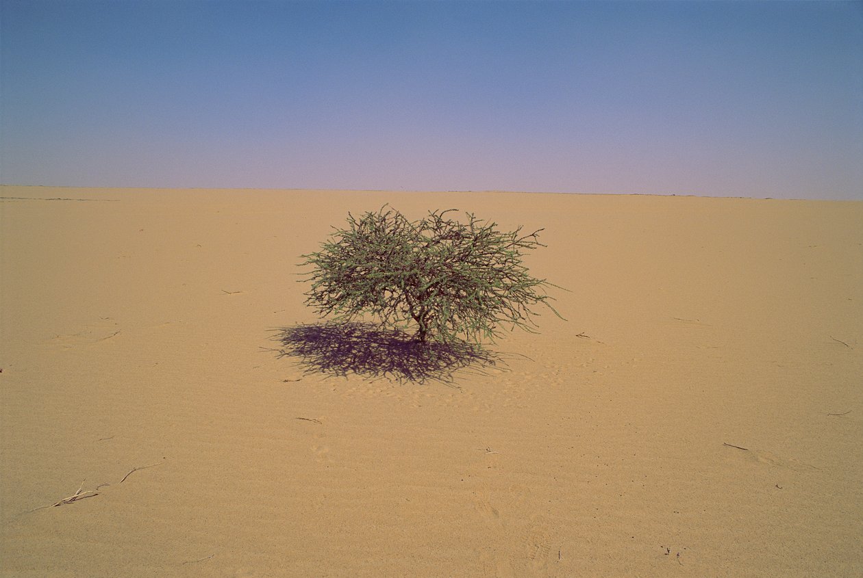 Elszigetelt fa egy sivatagban Nigerben, Afrikában.Talán "Arbre du Tenere" vagy látszólagos gr... alkotó: James L Stanfield