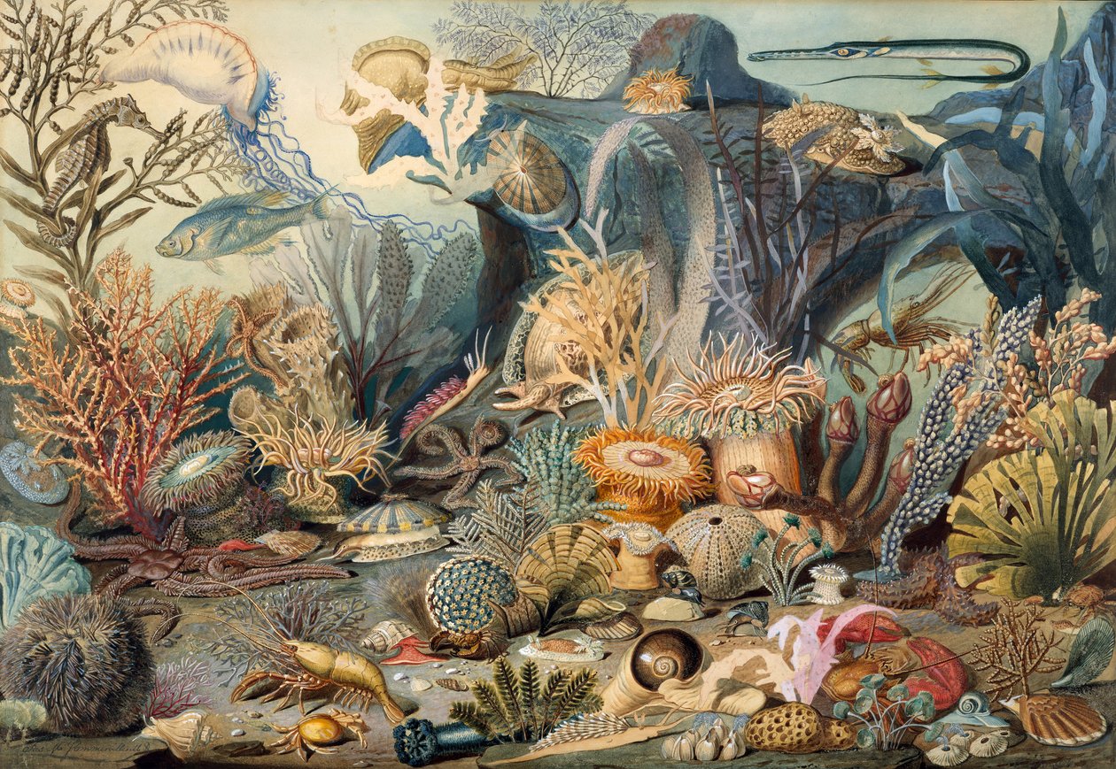 Ocean Life. Alkotók: James M. Sommerville, Christian Schussele. alkotó: James M. Sommerville