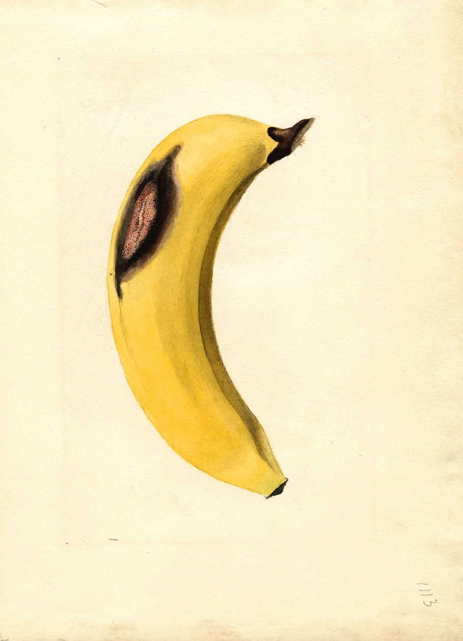 Banán (Musa) (akvarell) alkotó: James Marion Shull