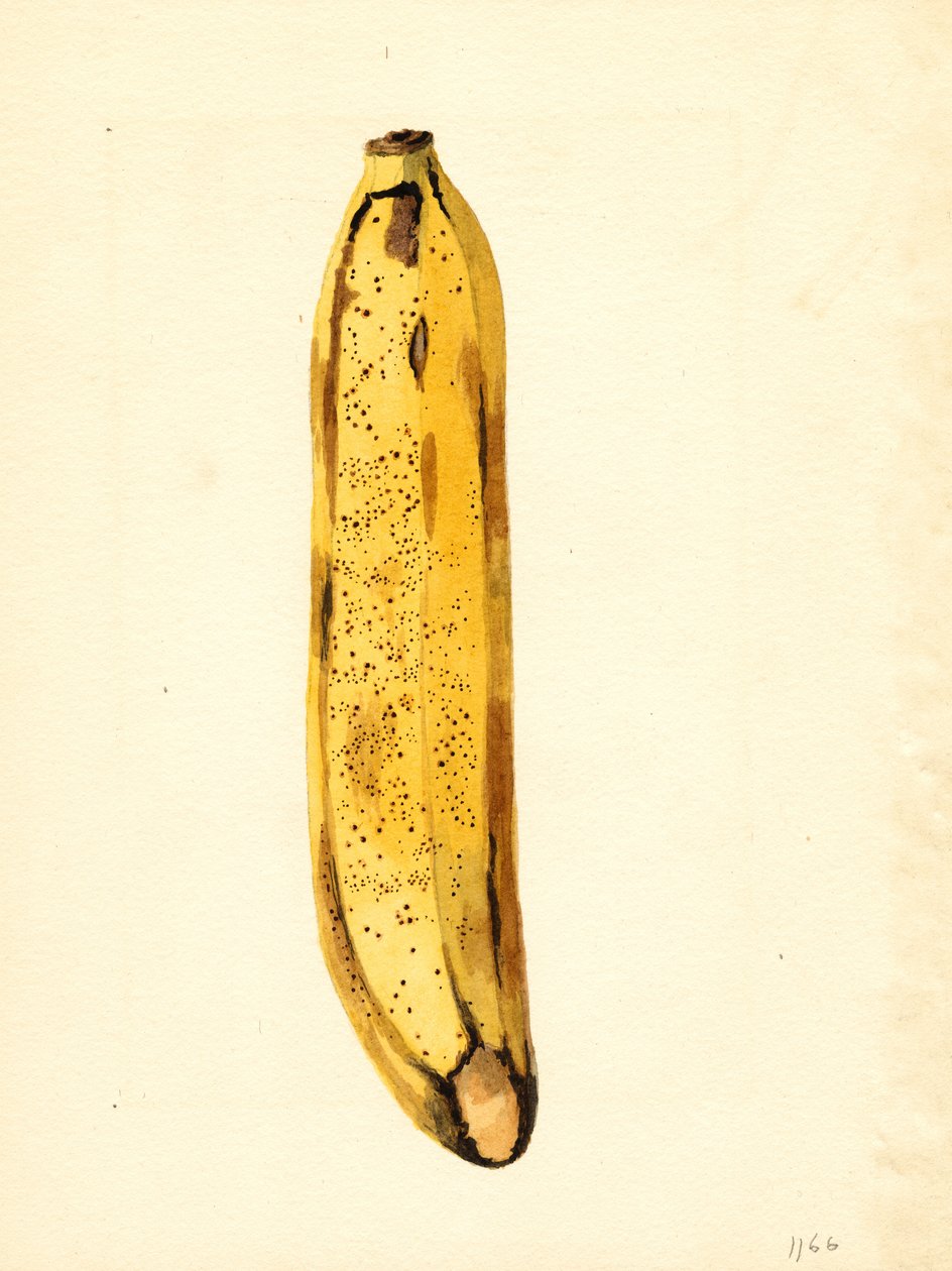 Banán (Musa) (akvarell) alkotó: James Marion Shull