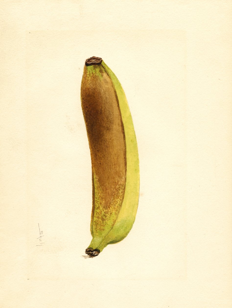 Banán (Musa) (akvarell) alkotó: James Marion Shull