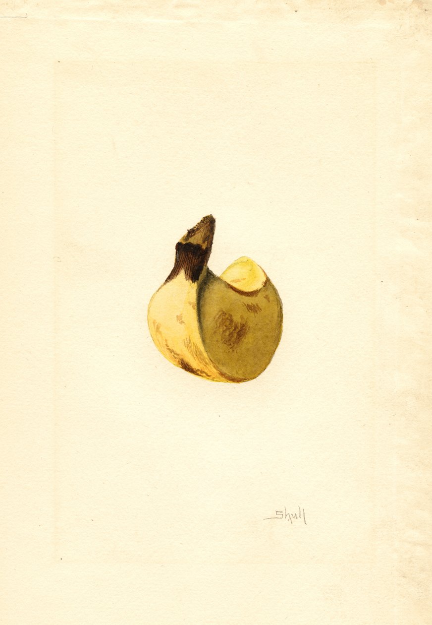 Banán (Musa) (akvarell) alkotó: James Marion Shull