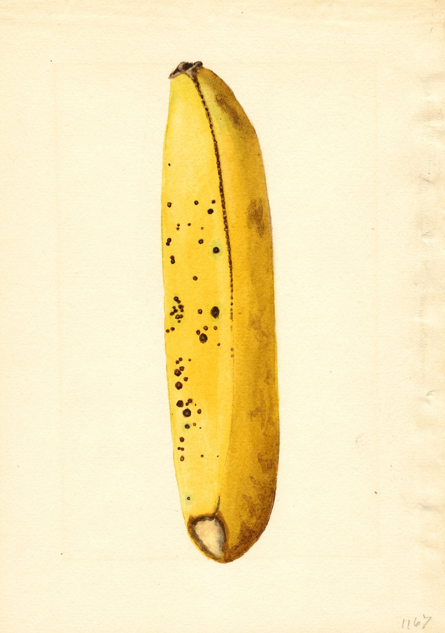 Banán (Musa) (akvarell) alkotó: James Marion Shull