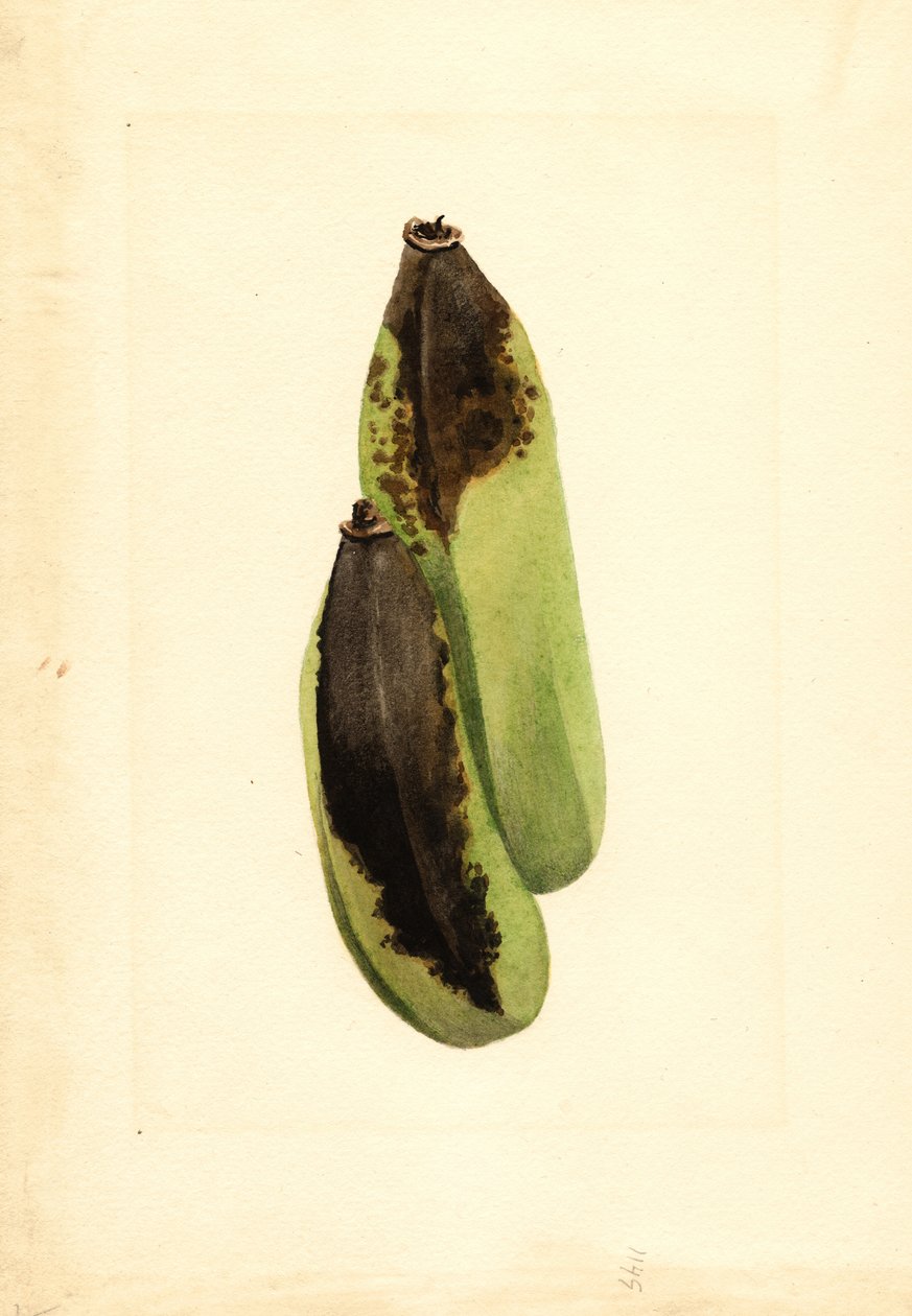 Banán (Musa) (akvarell) alkotó: James Marion Shull
