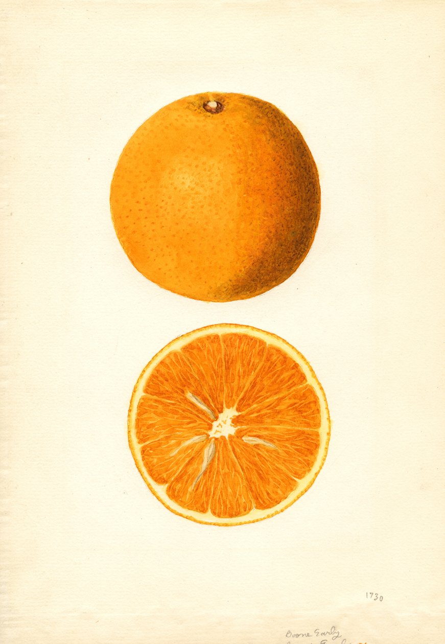 Boone korai narancs (Citrus sinensis) (akvarell) alkotó: James Marion Shull