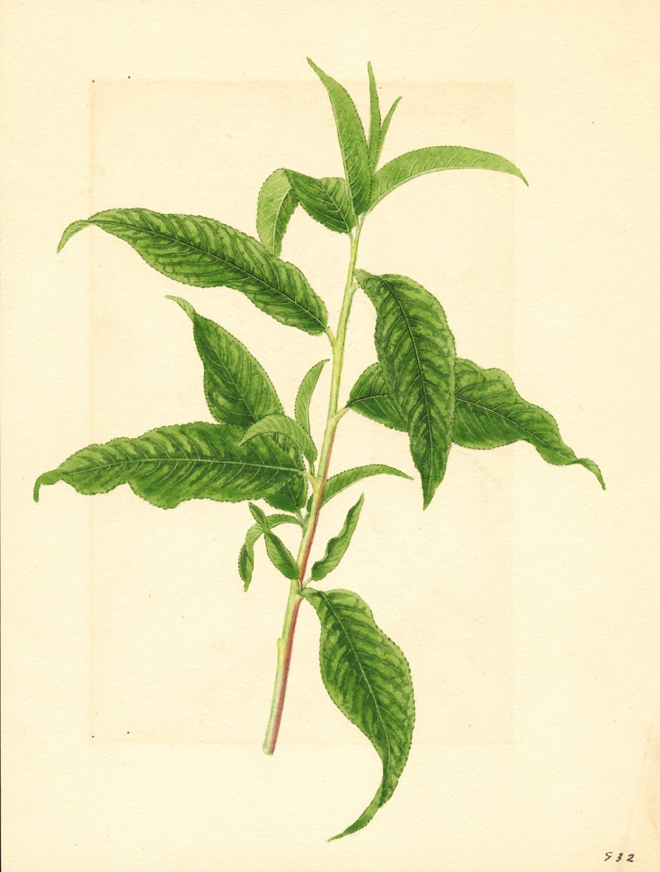 Elberta barackfa ( Prunus persica: Elberta) zöld leveles ága (akvarell) alkotó: James Marion Shull