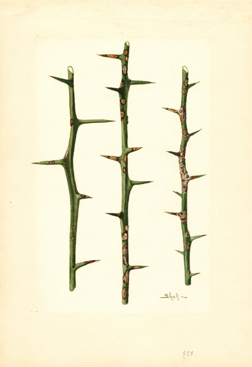 Citrus Canker a narancs növény szárán (Poncirus trifoliata) (akvarell) alkotó: James Marion Shull