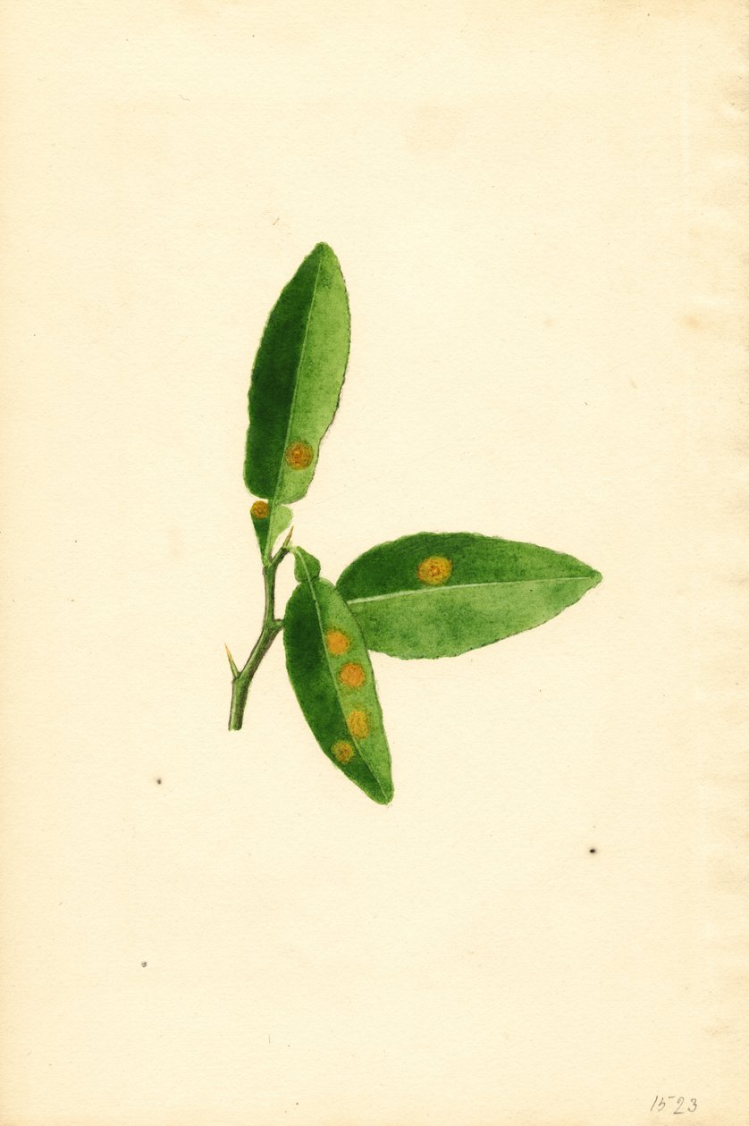 Beteg narancsfa levele (Citrus aurantium) (akvarell) alkotó: James Marion Shull