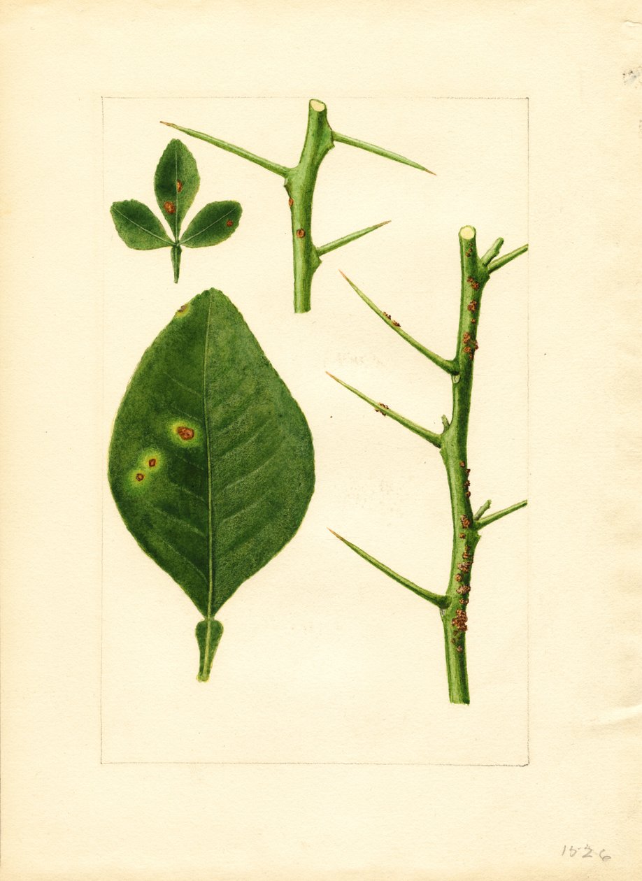 Beteg narancsfa levél és gally (Poncirus trifoliata) (akvarell) alkotó: James Marion Shull