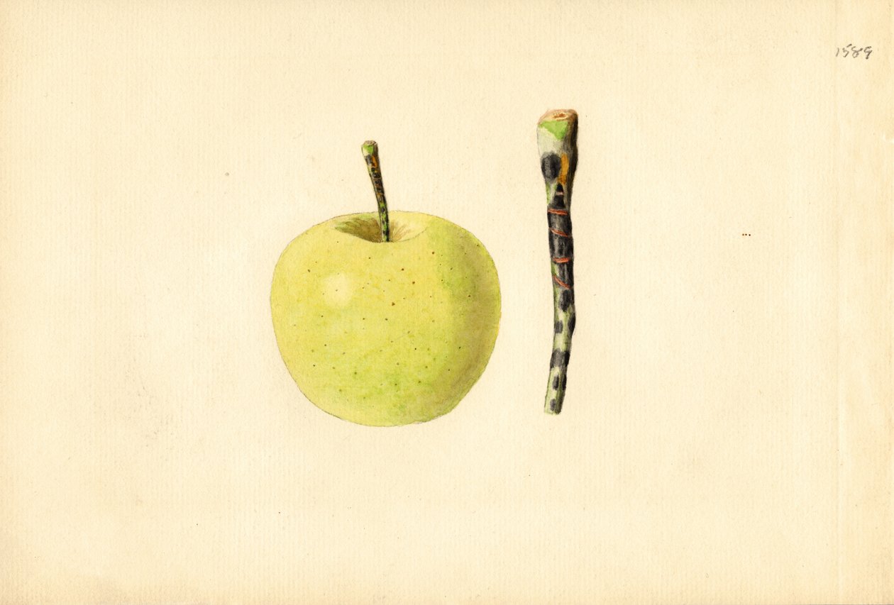 Golden Delicious alma ( Malus domestica) (akvarell) alkotó: James Marion Shull