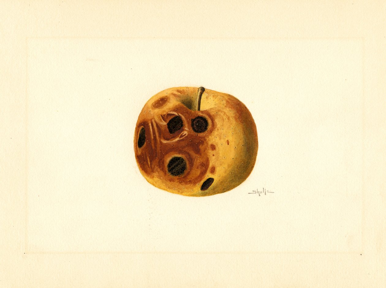 Grimes alma ( Malus domestica) (akvarell) alkotó: James Marion Shull