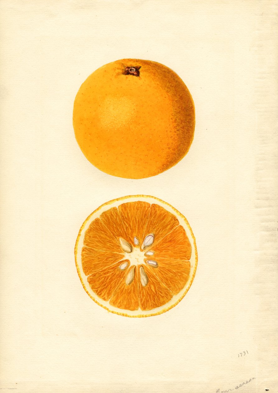 Homosassa narancsok ( Citrus sinensis) (akvarell) alkotó: James Marion Shull