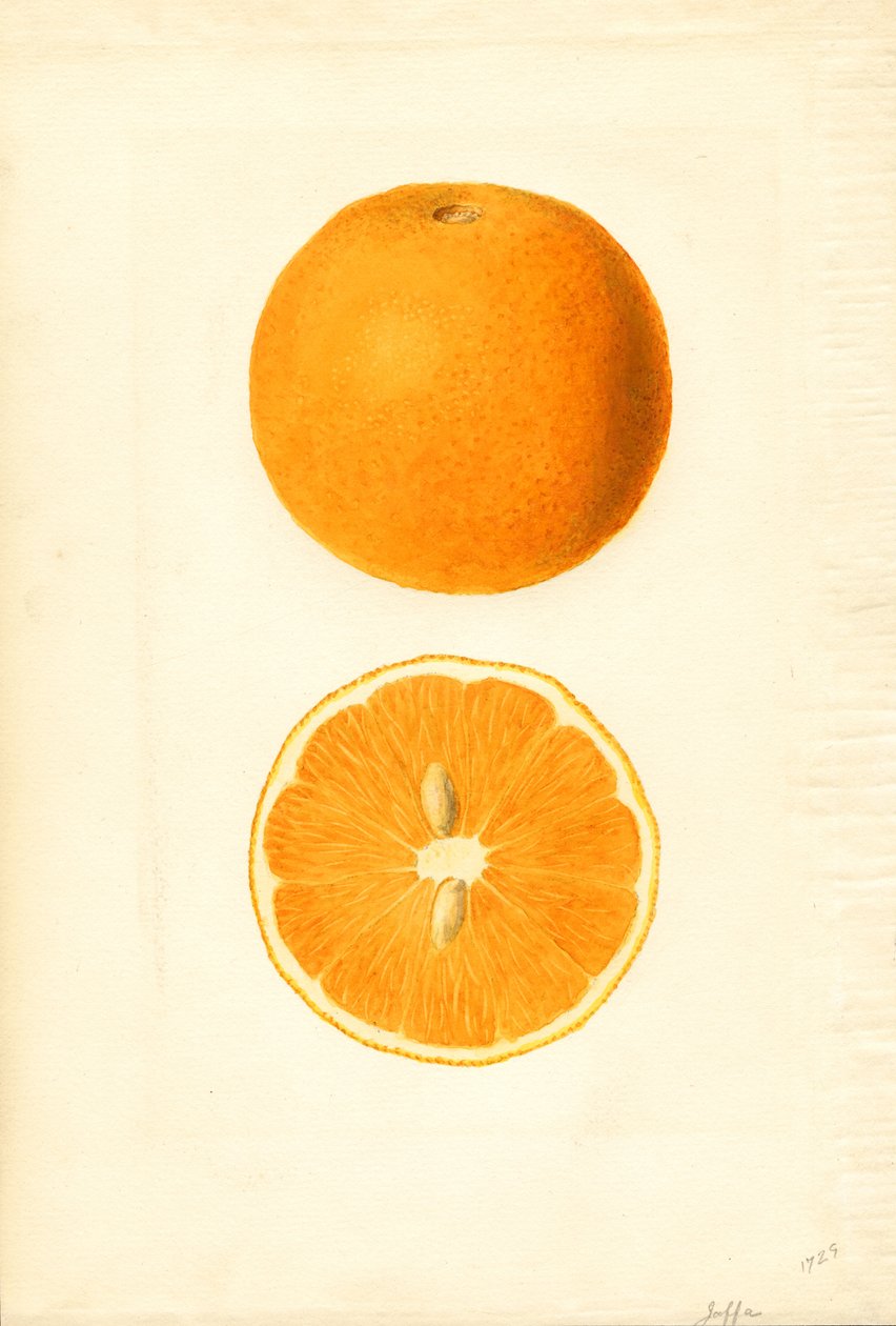 Jaffa narancs (Citrus sinensis) (akvarell) alkotó: James Marion Shull