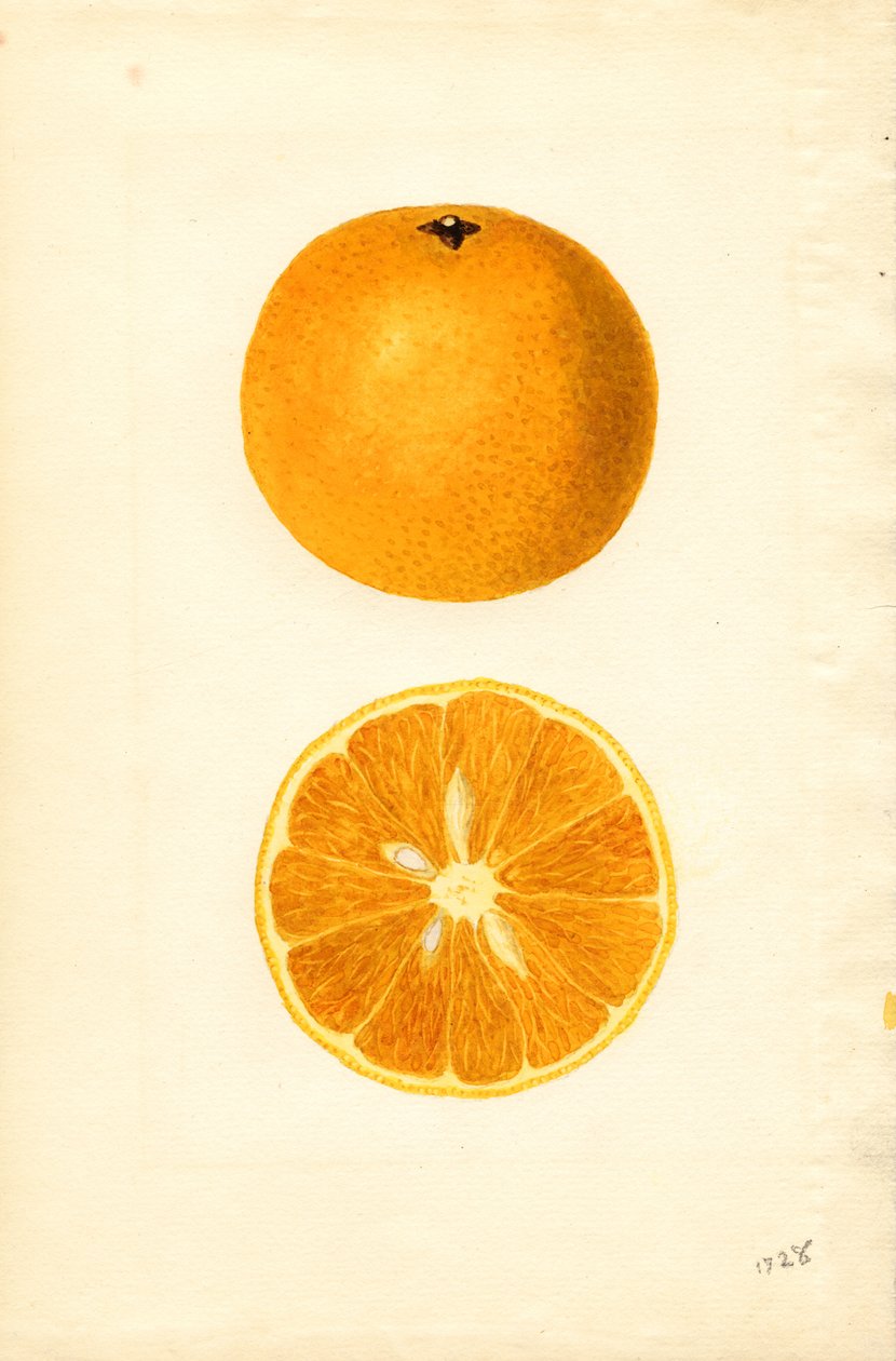 Mallorca narancs ( Citrus sinensis) (akvarell) alkotó: James Marion Shull