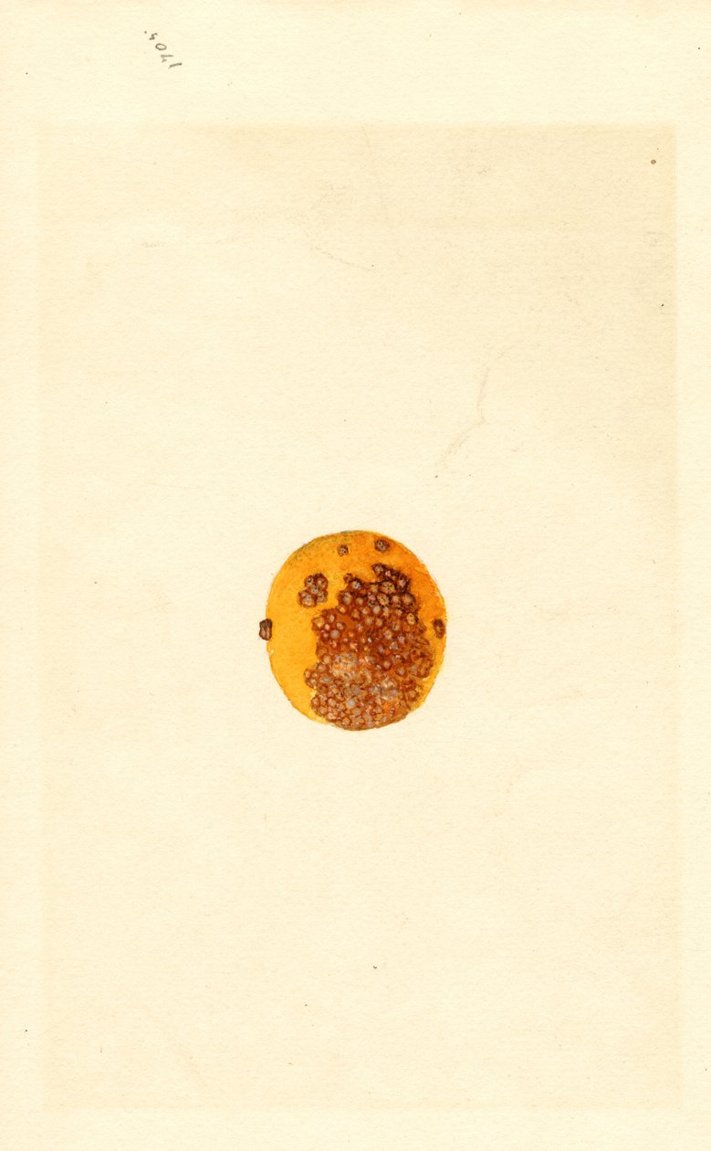 Narancs (Poncirus trifoliata) (akvarell) alkotó: James Marion Shull