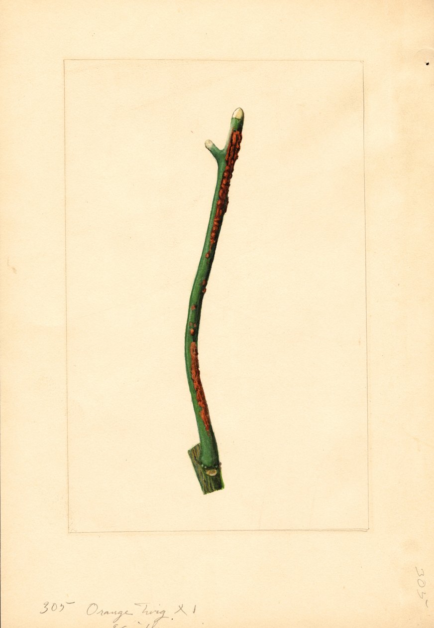 Narancsfa gallya (Citrus sinensis: Valencia) (akvarell) alkotó: James Marion Shull