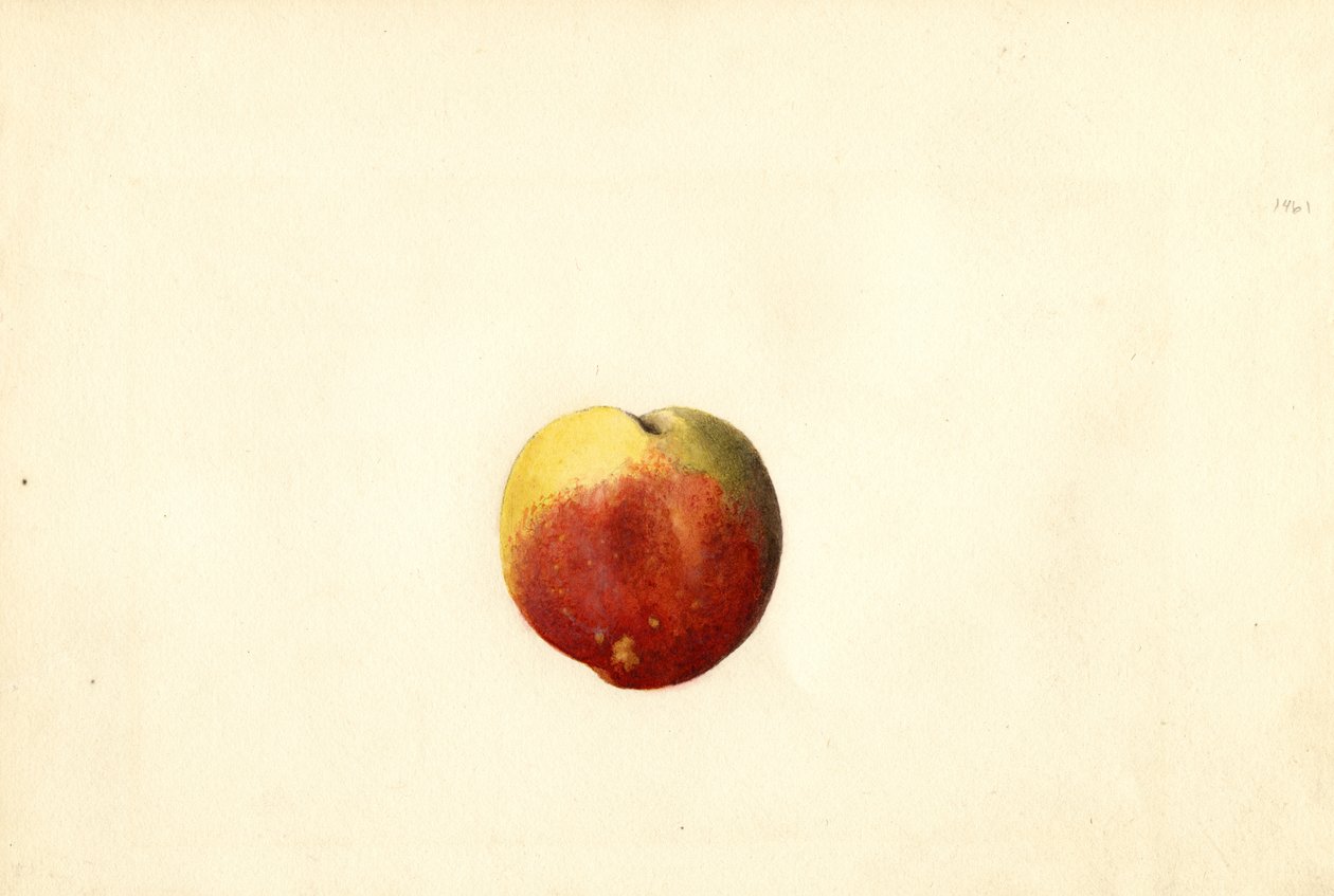 Őszibarack ( Prunus persica: Elberta) (akvarell) alkotó: James Marion Shull