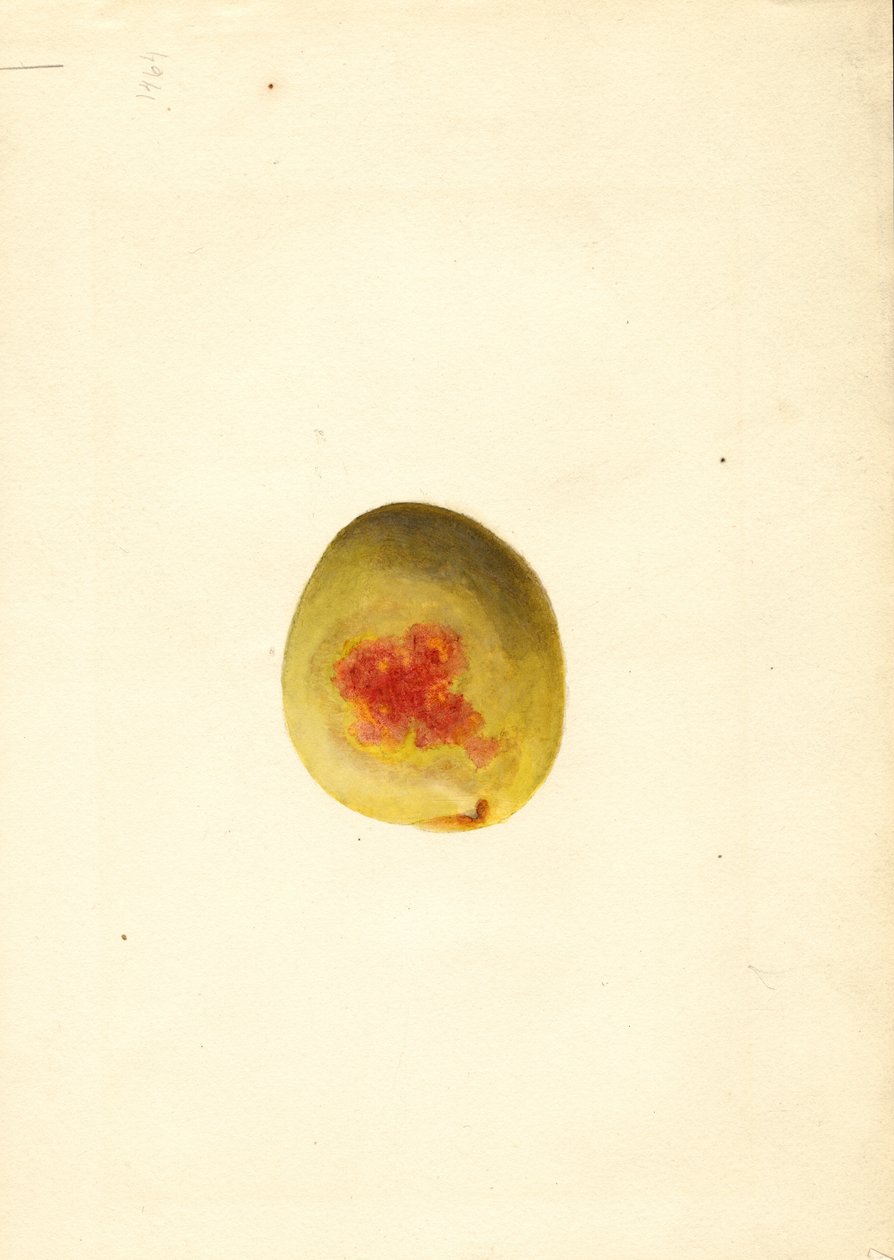 Őszibarack ( Prunus persica: Elberta) (akvarell) alkotó: James Marion Shull