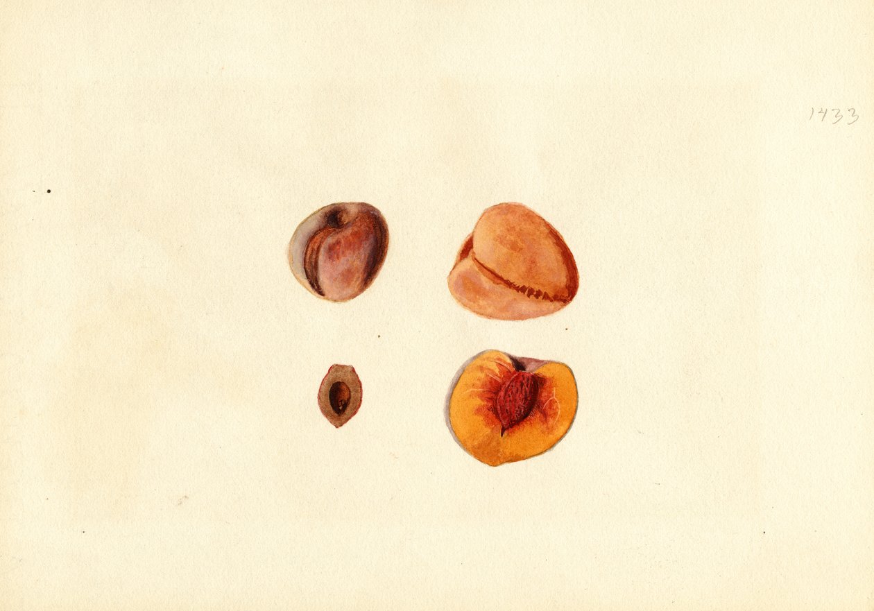Őszibarack ( Prunus persica: Hutchkins) (akvarell) alkotó: James Marion Shull