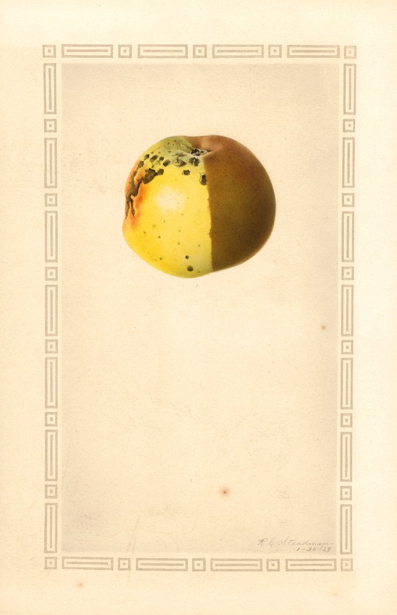 Alma (Malus domestica) (akvarell) alkotó: James Marion Shull