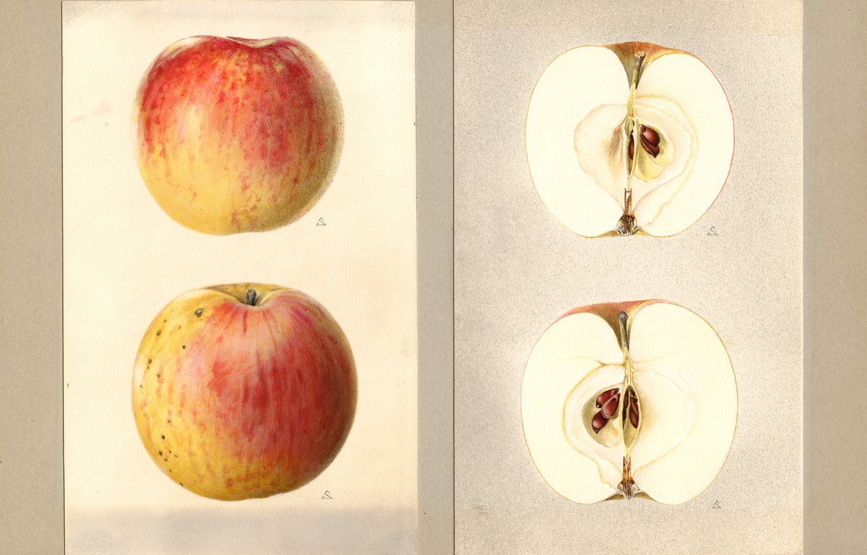 Wilson júniusi alma (Malus domestica) (akvarell) alkotó: James Marion Shull